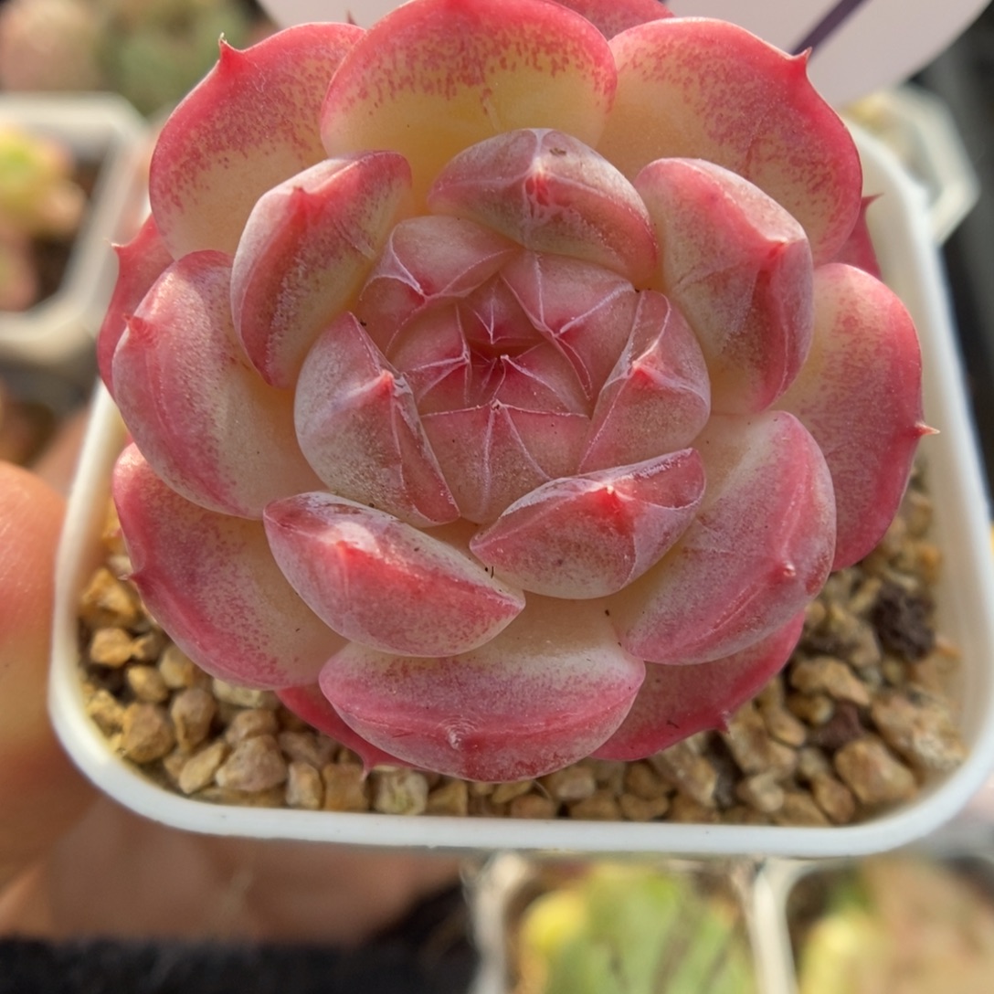 粉钻心珍妮可拍549号