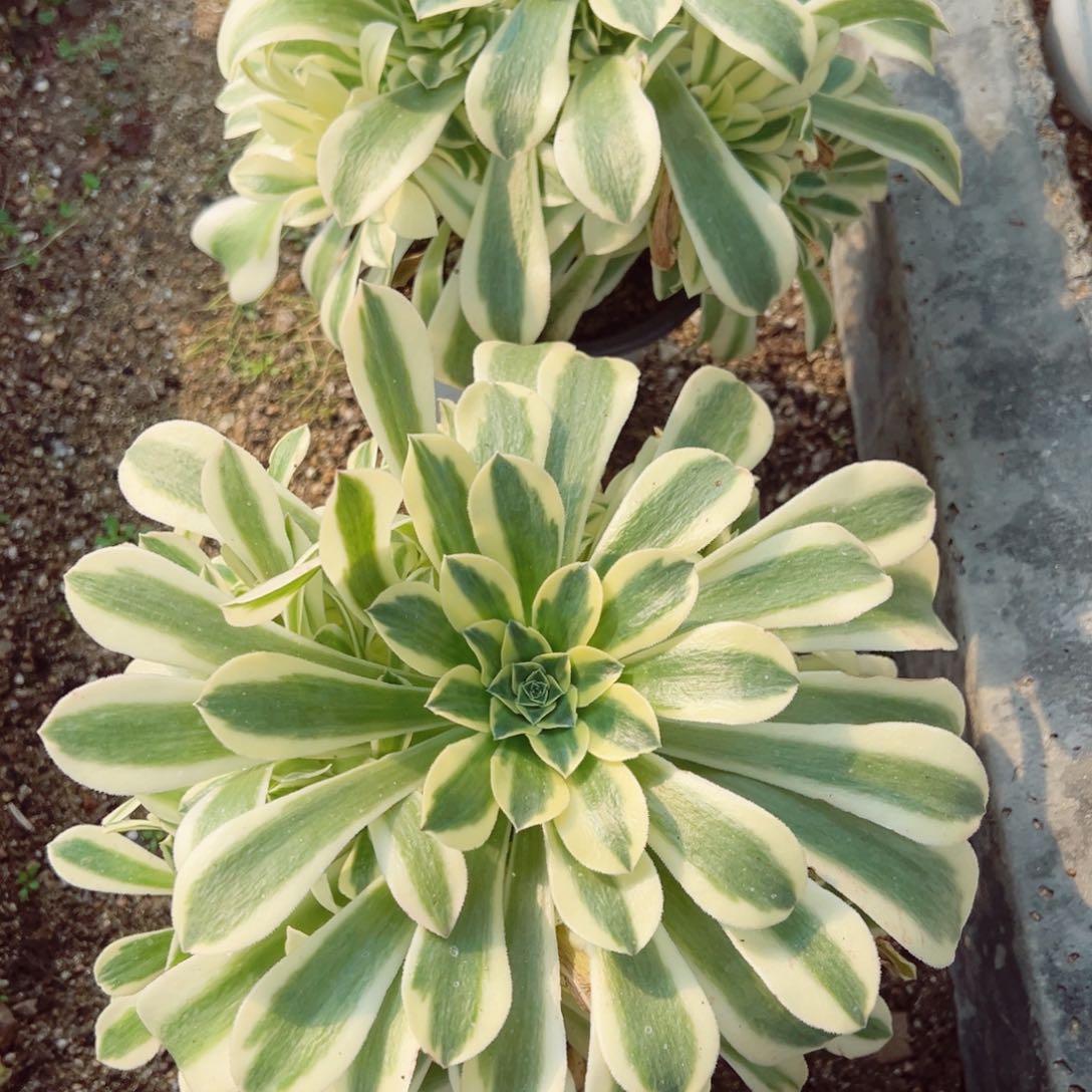 绿豆沙手捧多肉植物
