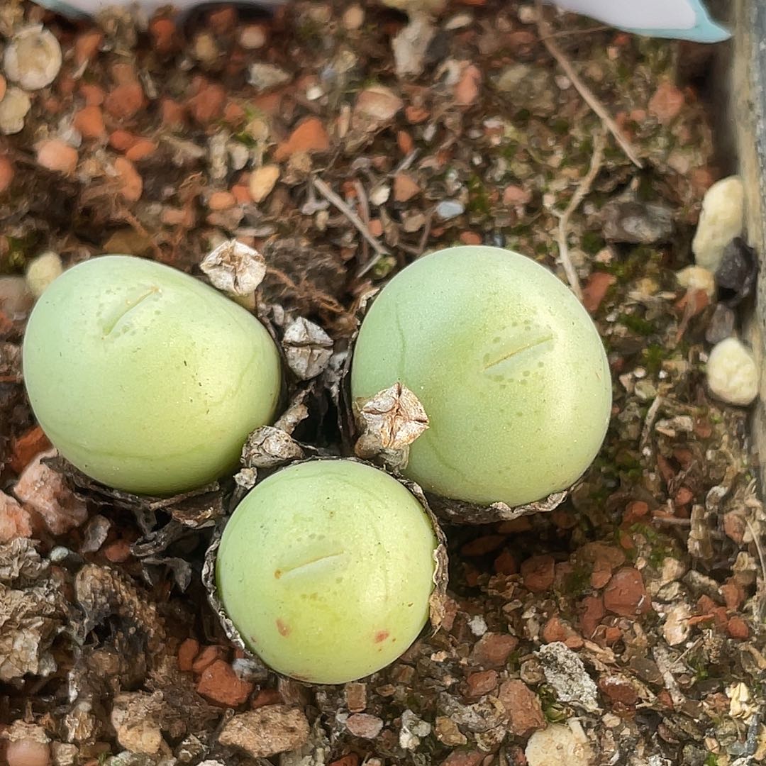 13-90大g多肉植物肉锥