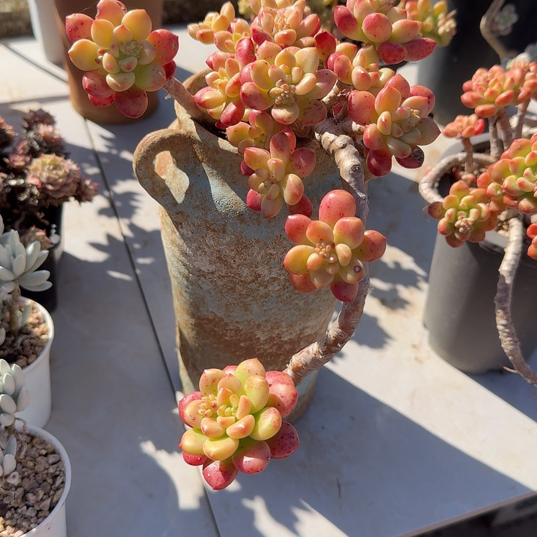 红***叶香格里拉多肉植物一颗