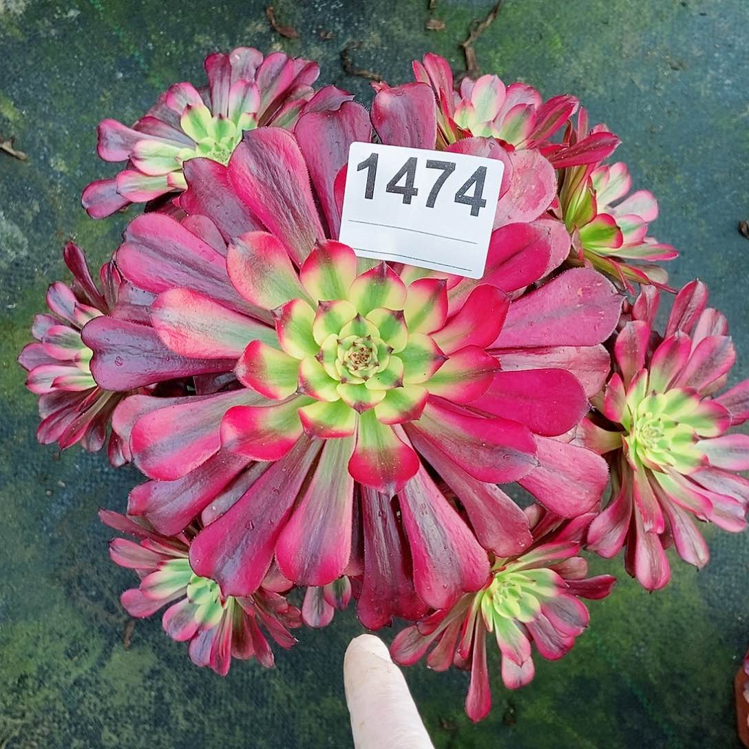 红陶1474美肌4多肉