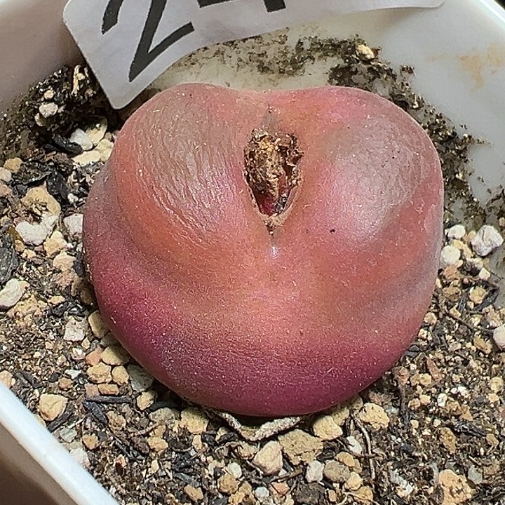 243号毛汗尼多肉植物