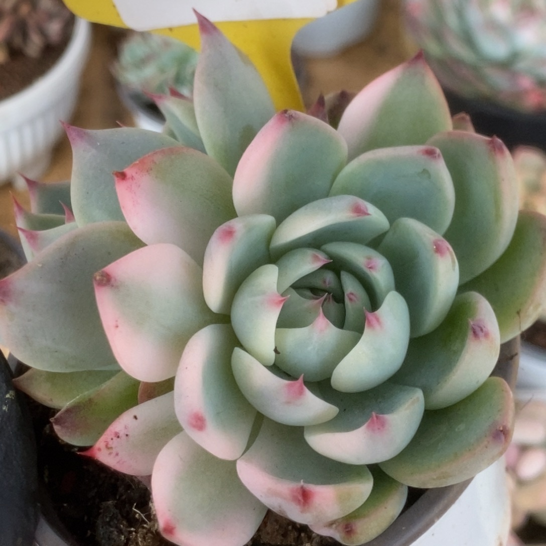 225吉娃娃锦锦锦锦锦锦