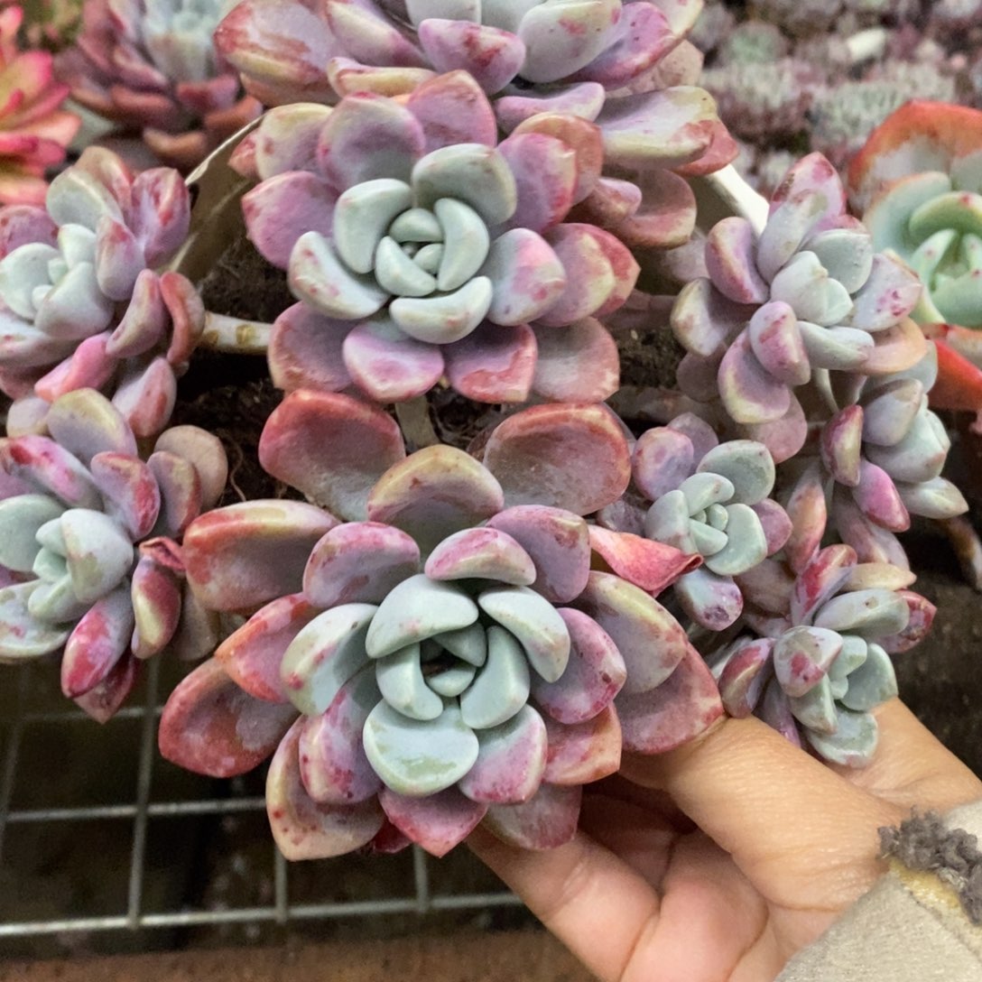 花斑露六头起发老桩