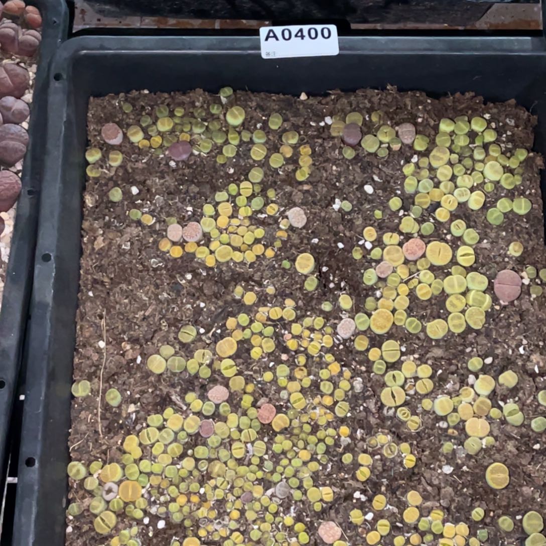 0400黄巴里1带土不售后