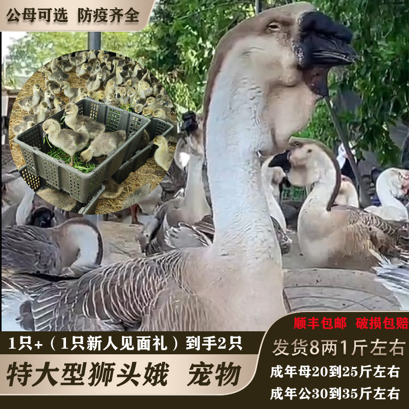 宠物（狮头）娥宠物活体（8两到1斤左右）宠物活体顺丰包邮新人见面礼