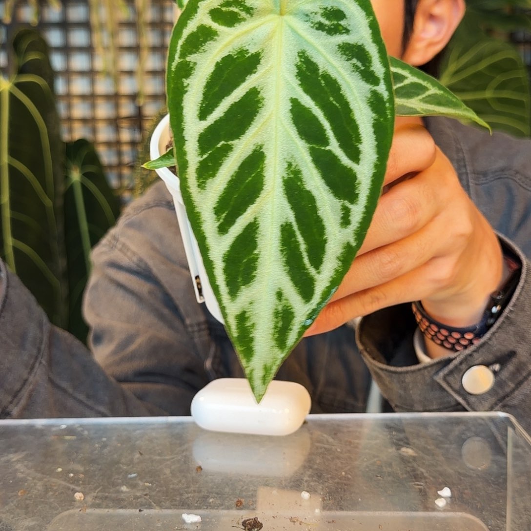 完全开放P149 超级银