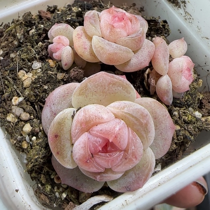 107 号王者系列产品多肉一盒