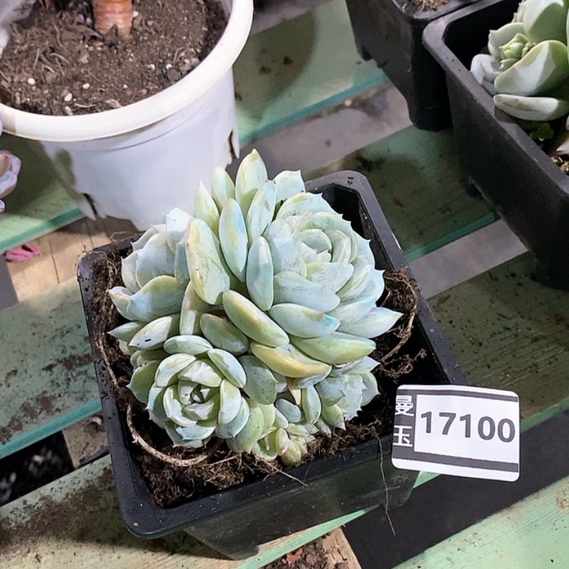 【闪购商品】劳林17100