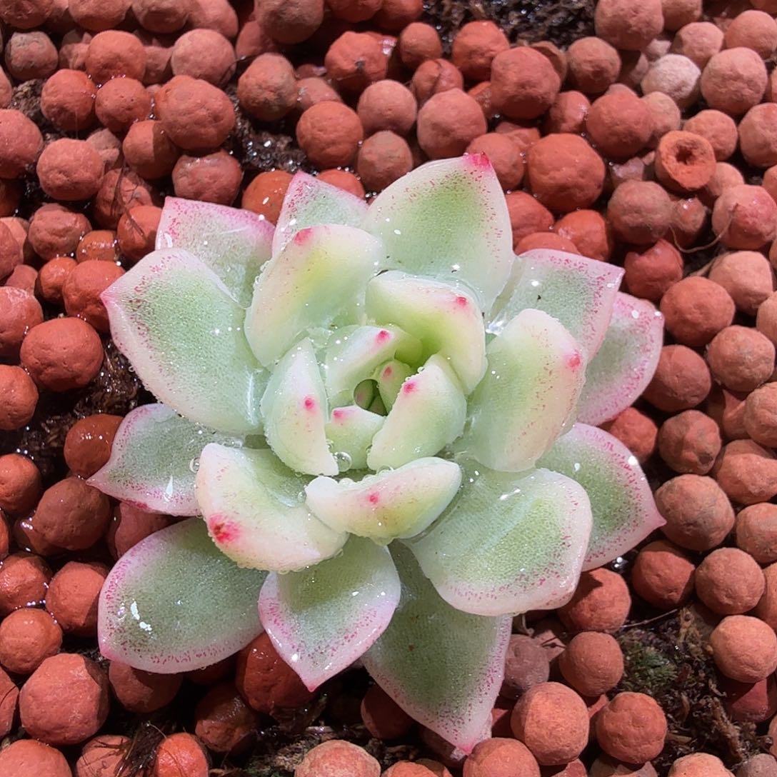 雨燕座锦，多肉植物