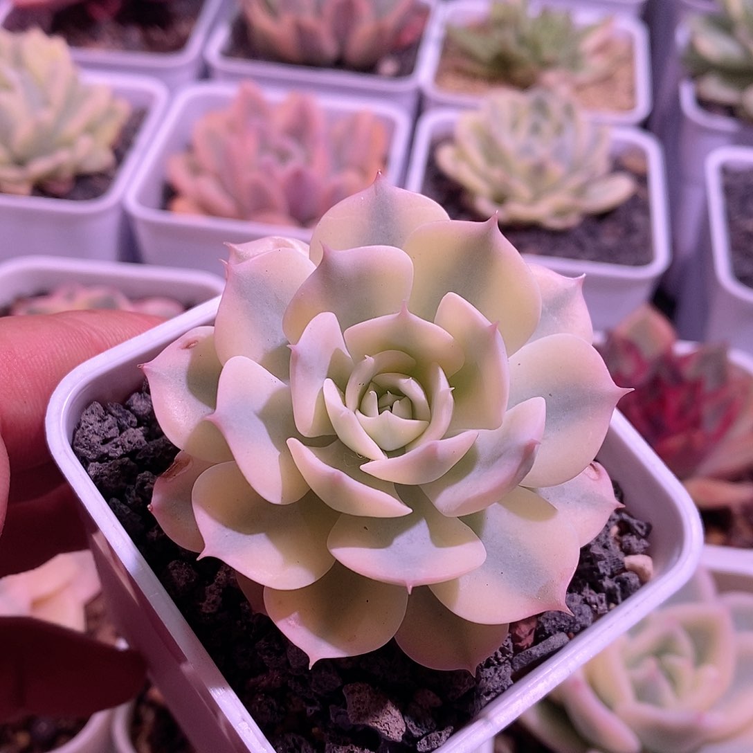 雪域锦多肉植物。。。。。。。