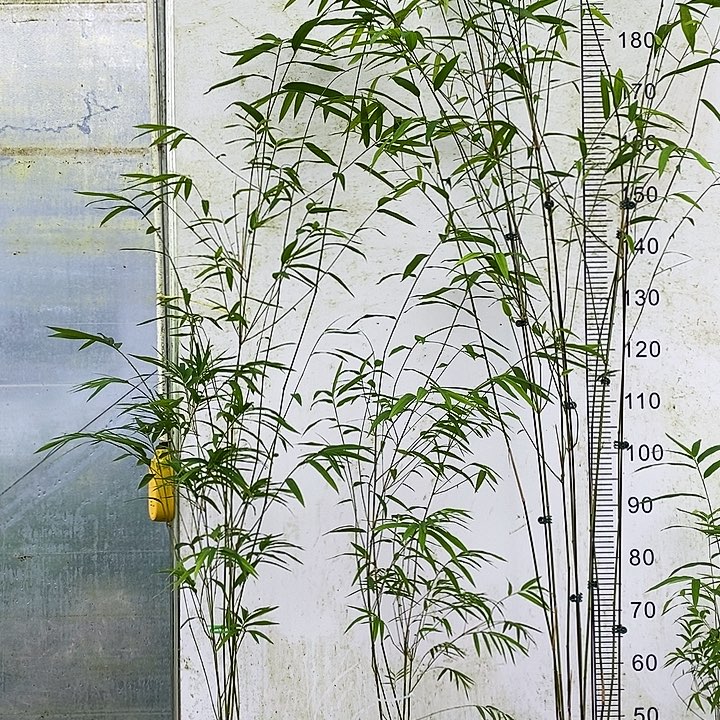 老***姐完全开放内门竹内门竹