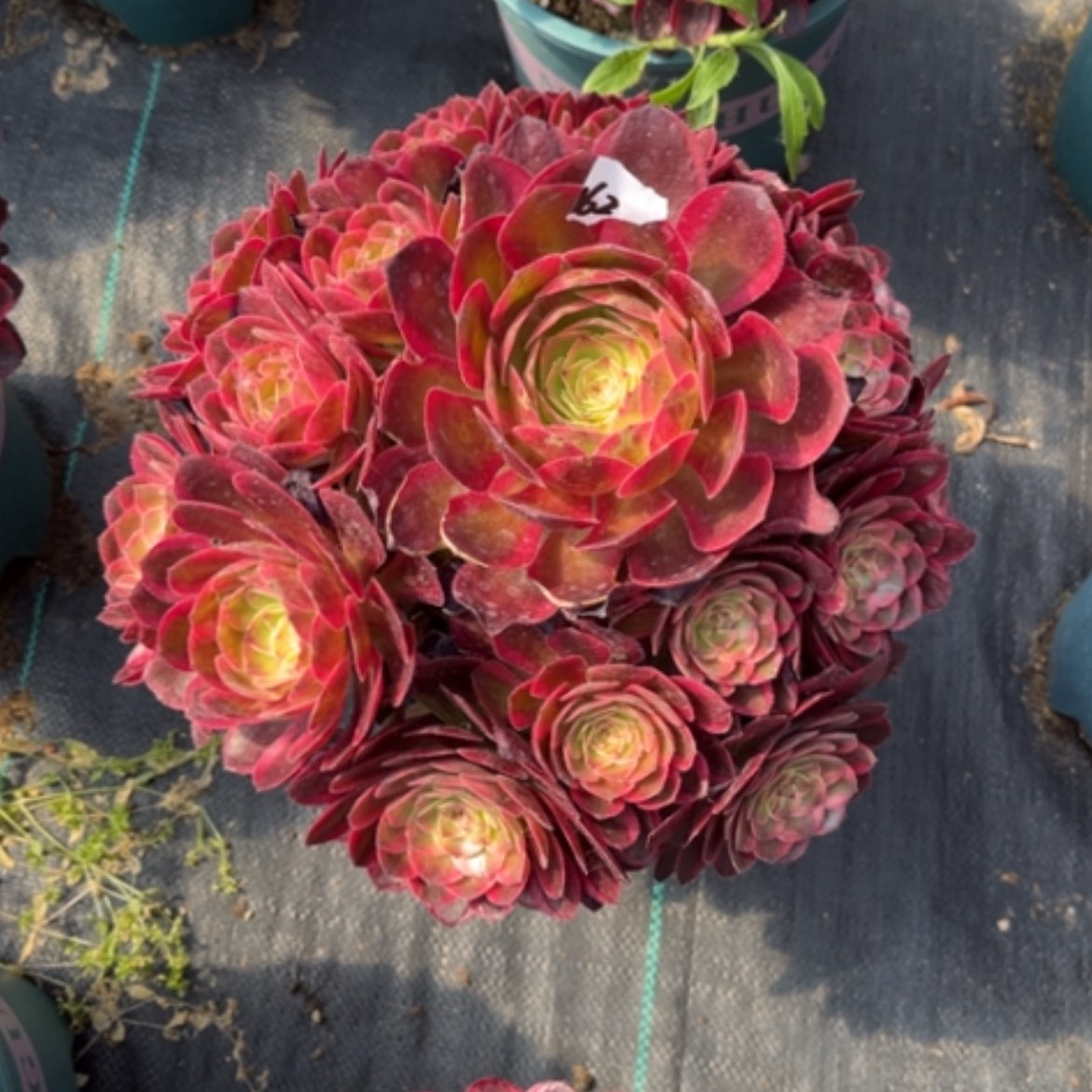 【闪购商品】162云荷多肉法师