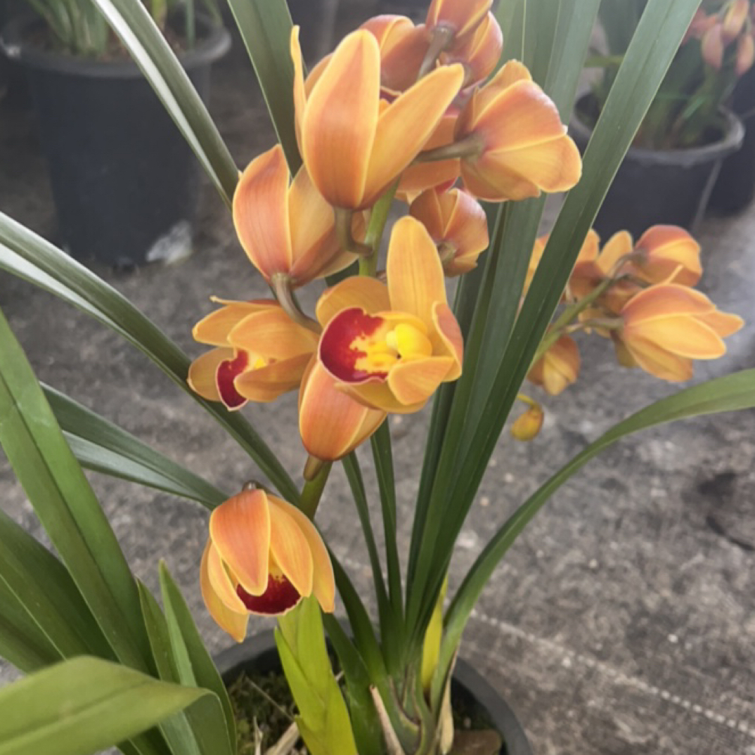 金镶玉绿植花卉原盆原土好养净化空气