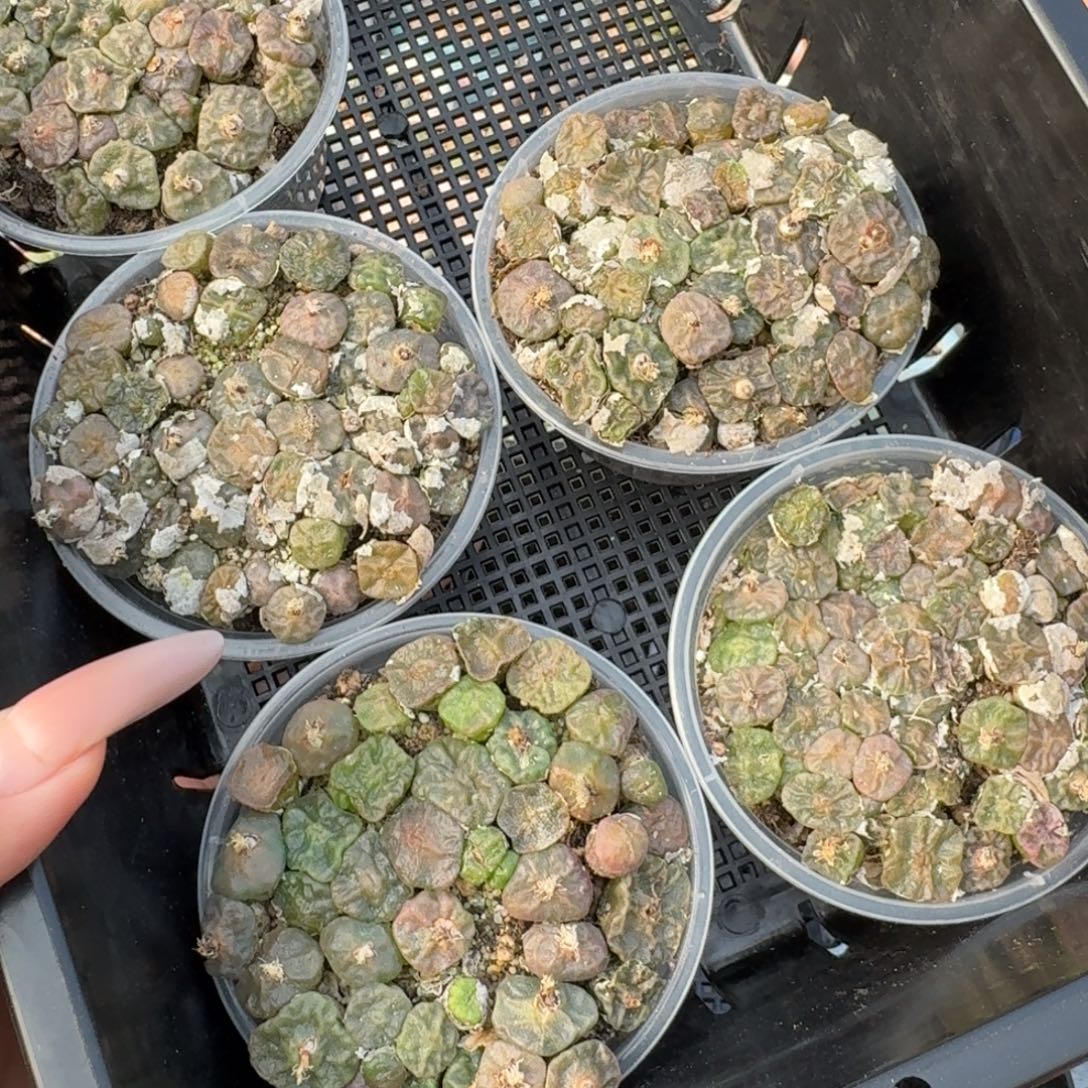 新 烧卖切糕福利一份