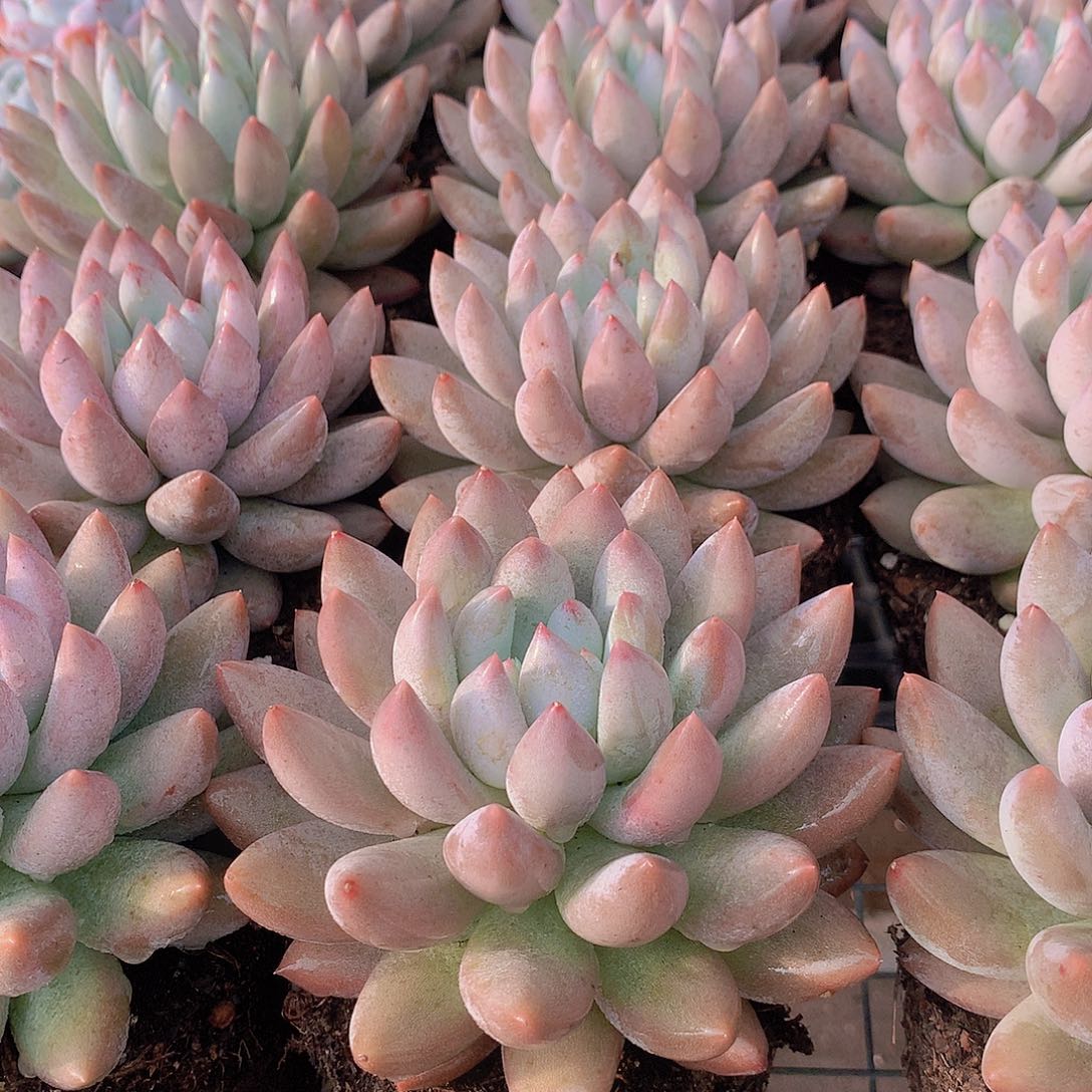 超胖体所罗门45678999000