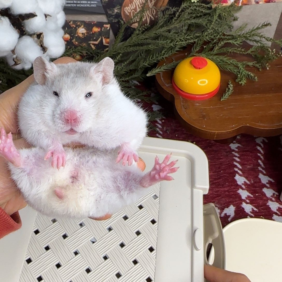 短毛卷毛鸽灰波妹妹11.8