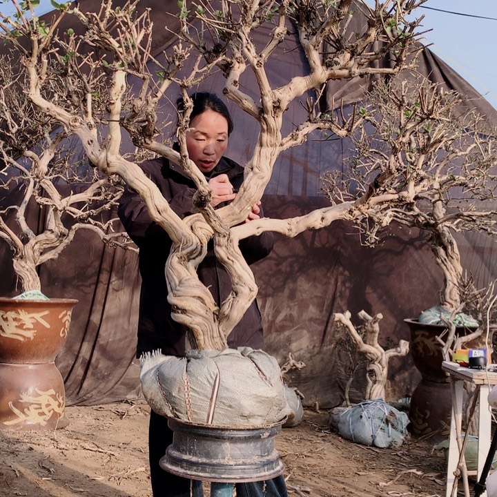 y***。全部花朵金银花7777