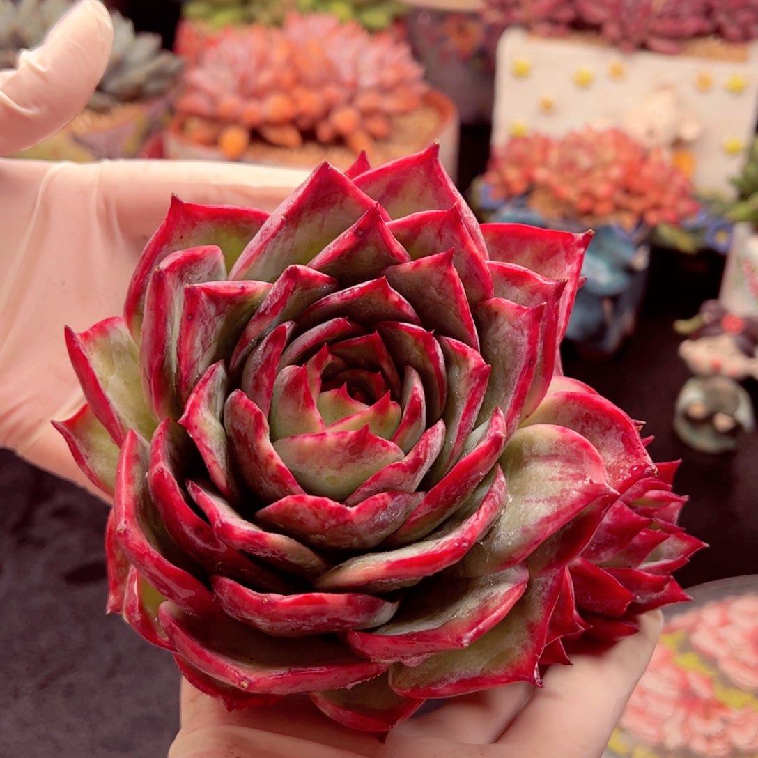 惊魂仙子小群发货的