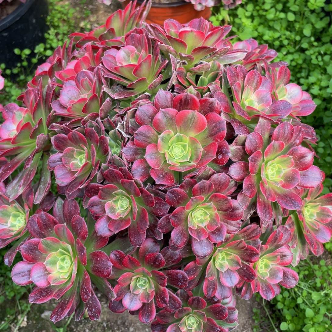 709安娜彩虹锦精品法师多肉