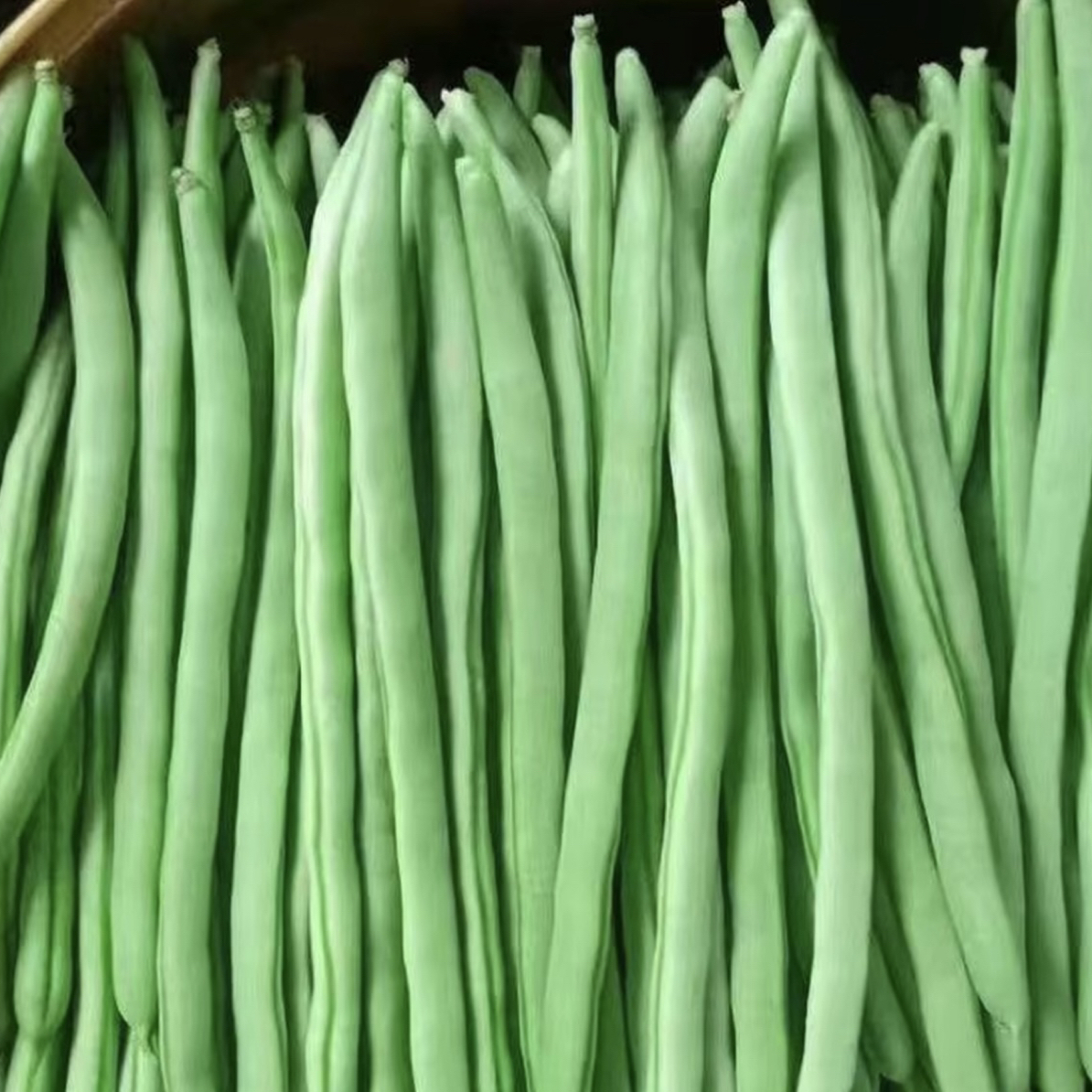 云南优质露天四季豆新鲜现摘脆嫩鲜甜产地直发