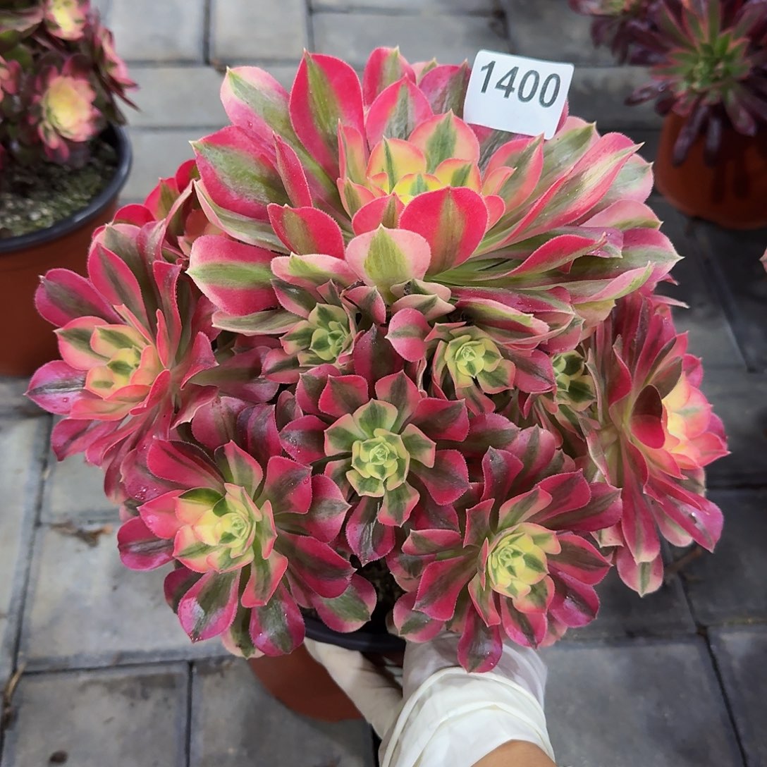 1400女巫33冠服24.5左右