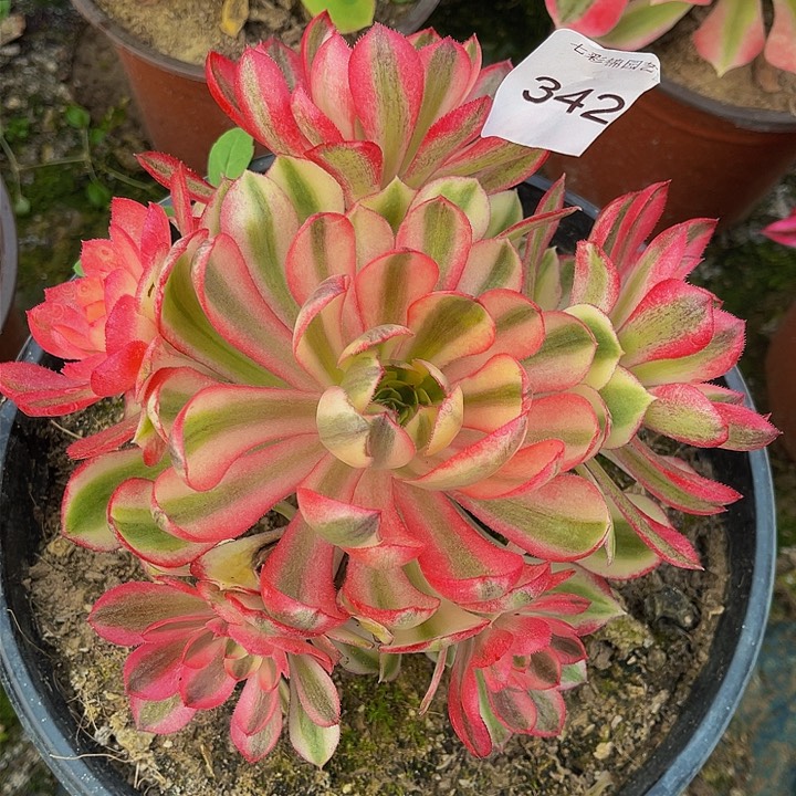 法师锦多肉荔枝342