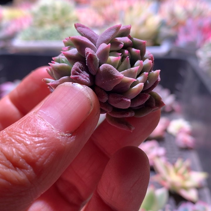 莱恩小精灵锦双头