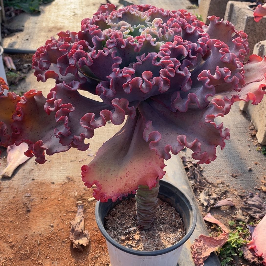 女王花笠高4 0 C m冠幅2 5cm量拍1棵1组