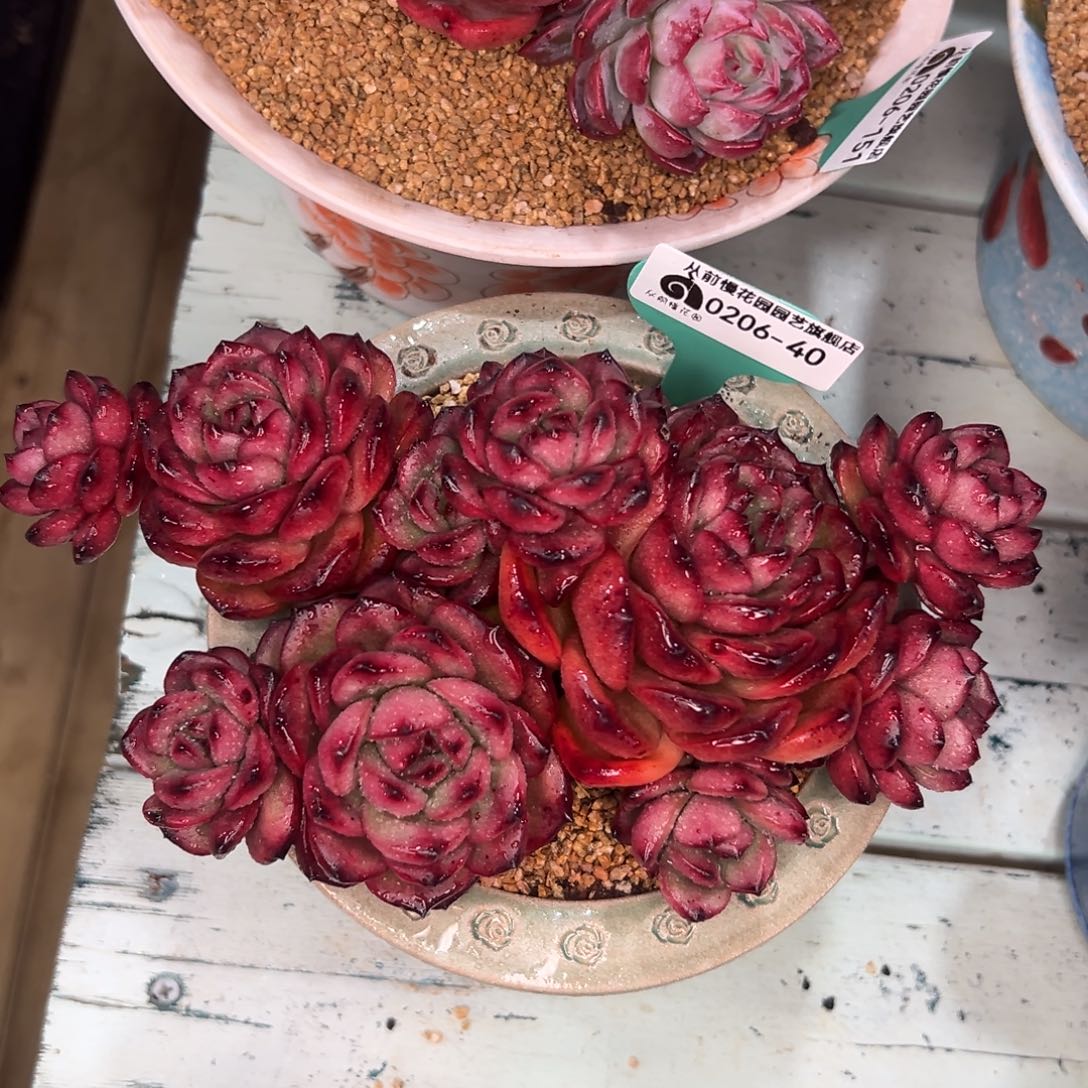 多肉一物一拍.0206-40