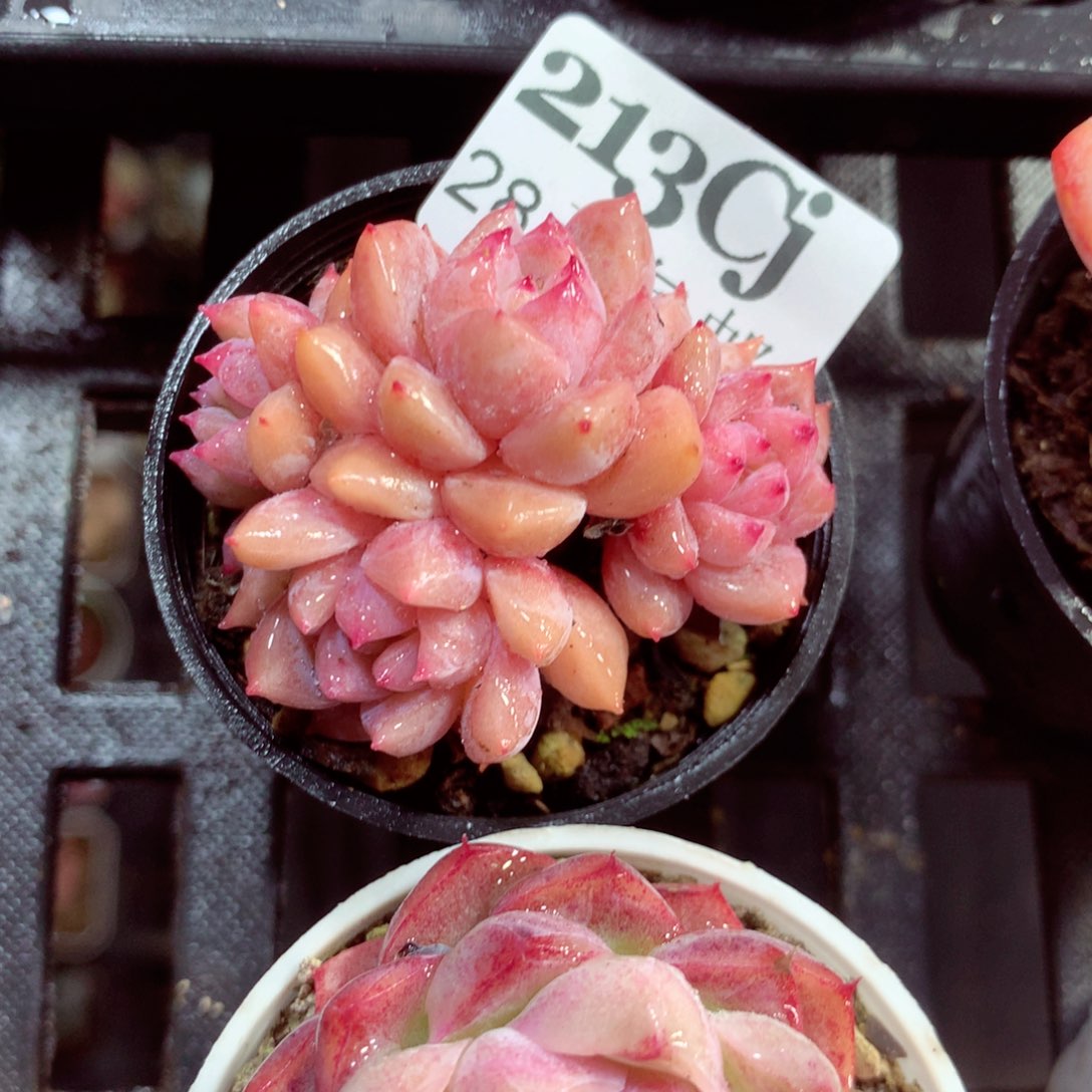 5厘米盆精控多肉213