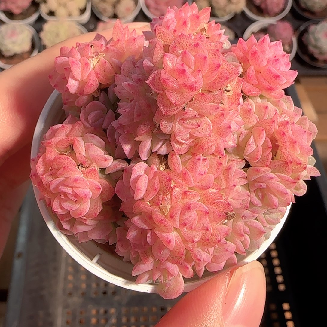 多肉1209-278优选麦秆