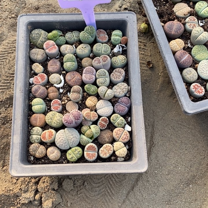 肉***嘟生石花等植物的生长609