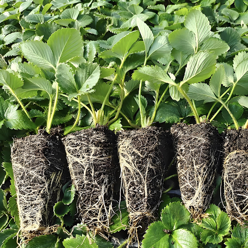 草莓秧苗四季奶油草莓苗盆栽家庭阳台种植地栽穴盘苗当年结果耐寒