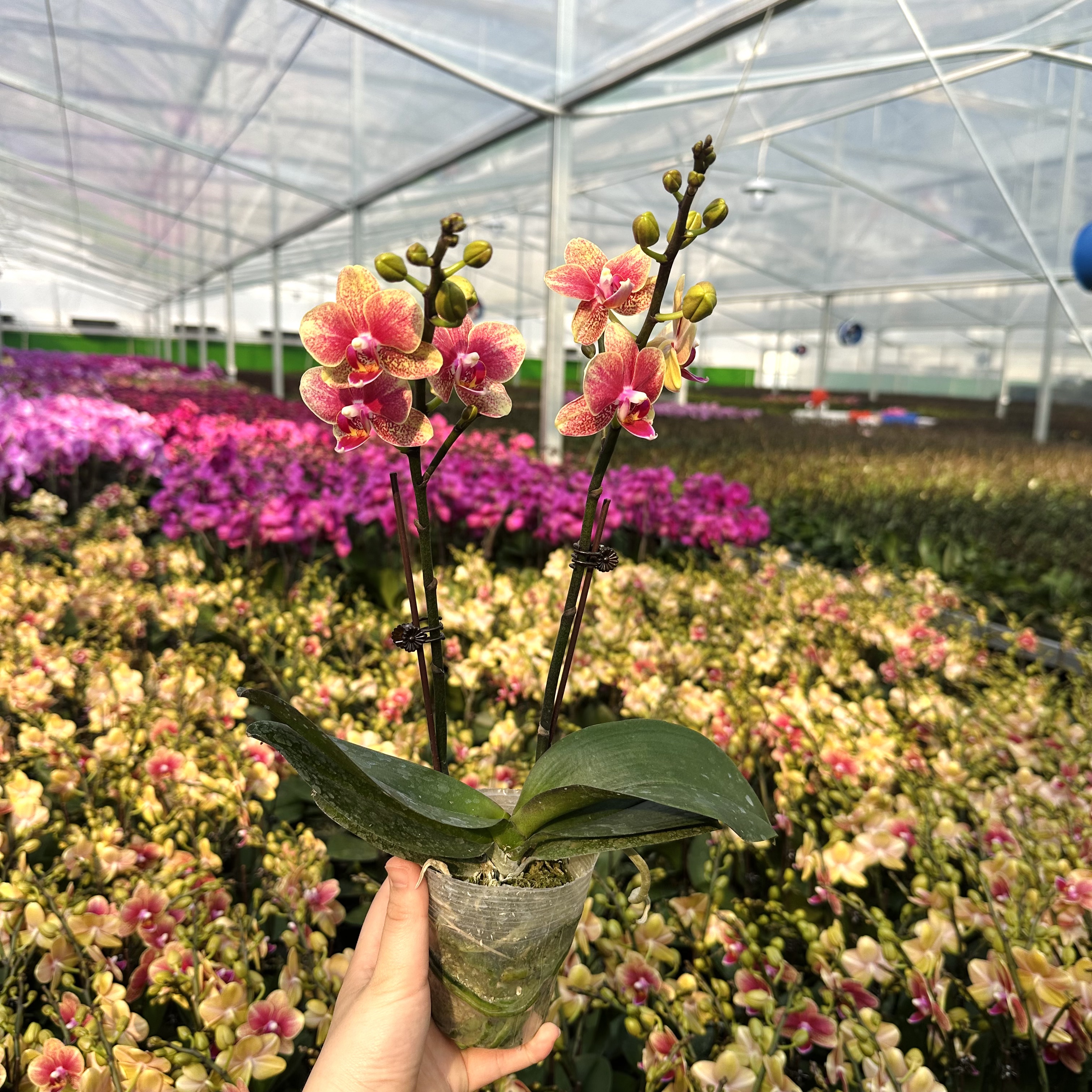 锦顺《金蝶》渐变色系蝴蝶兰  小花 带花苞  四季花 基地直发