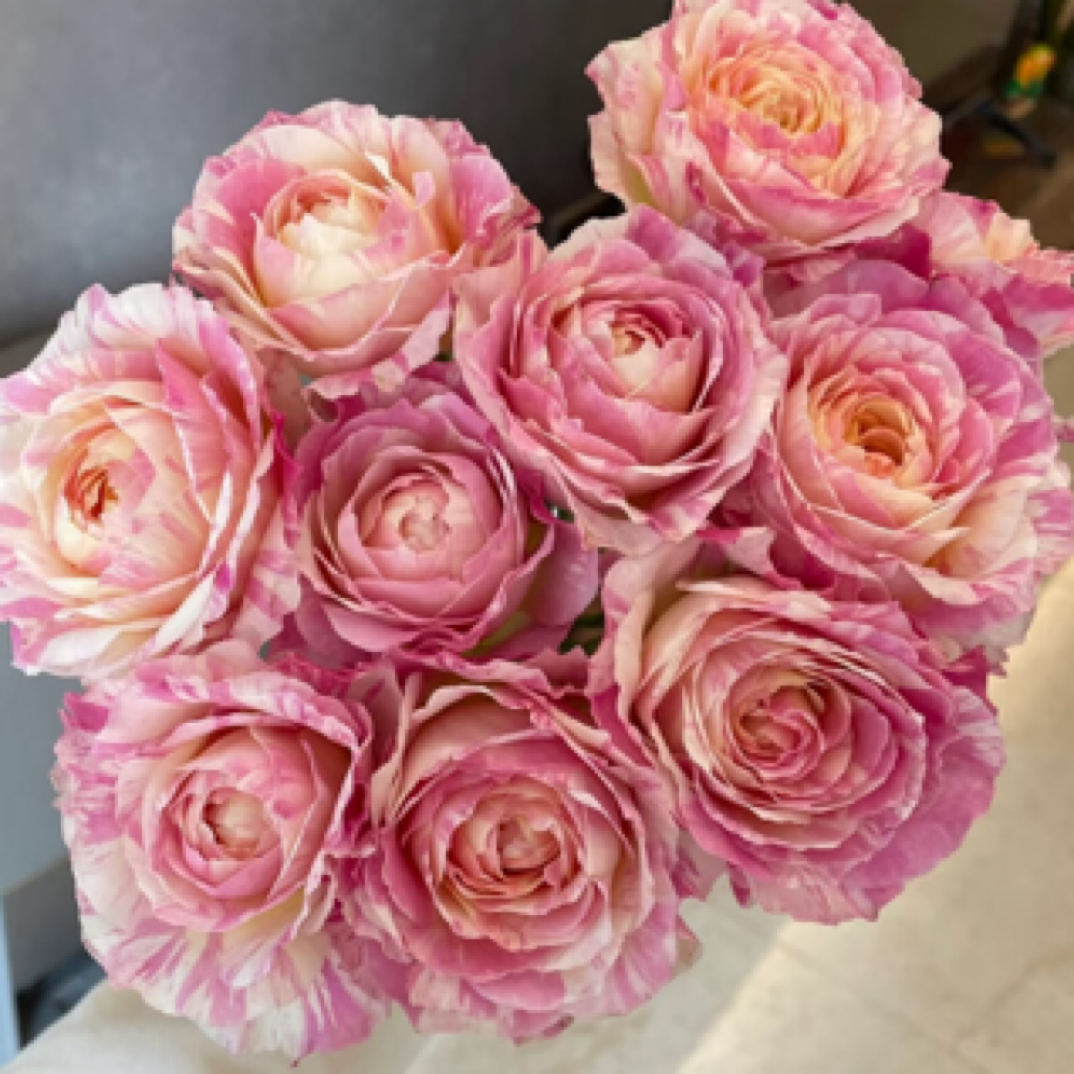 莫奈 条纹大花浓香月季四季开花阳台庭院植物好养盆栽花束地栽苗