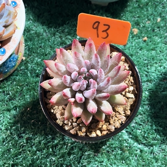 虞美人93号码牌子的话题