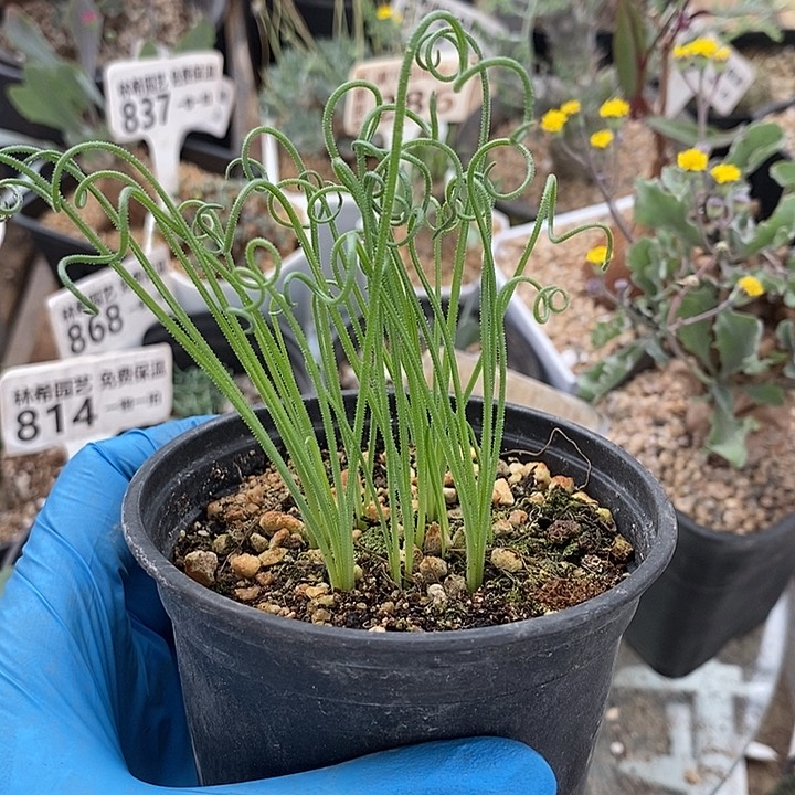 811毛细弹簧草一一带盆一一