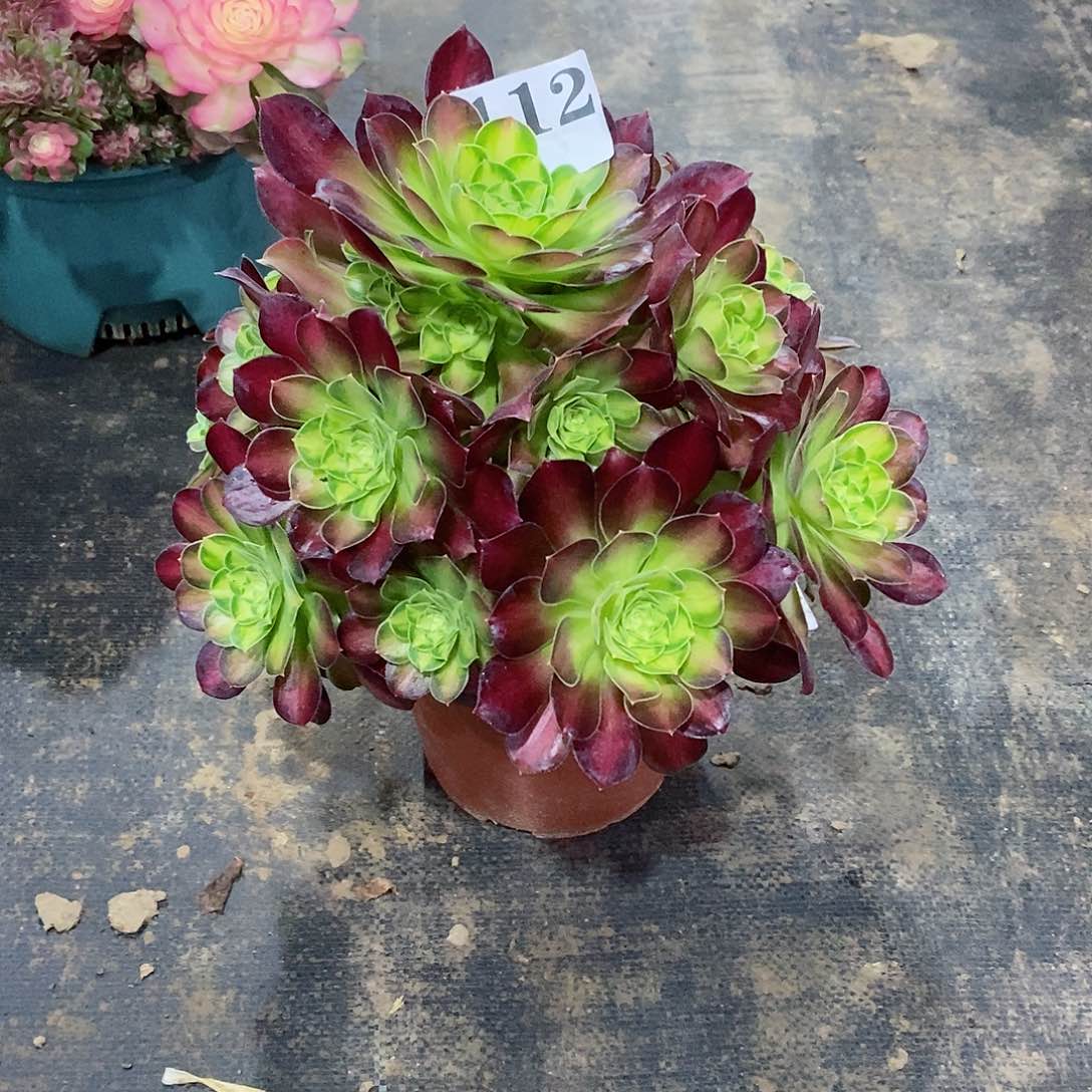 韶华112多肉法师