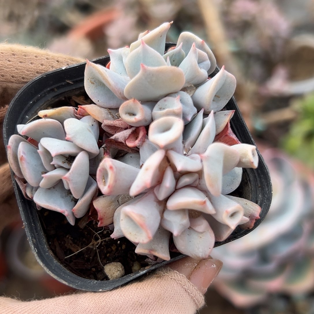 多肉植物多肉植物