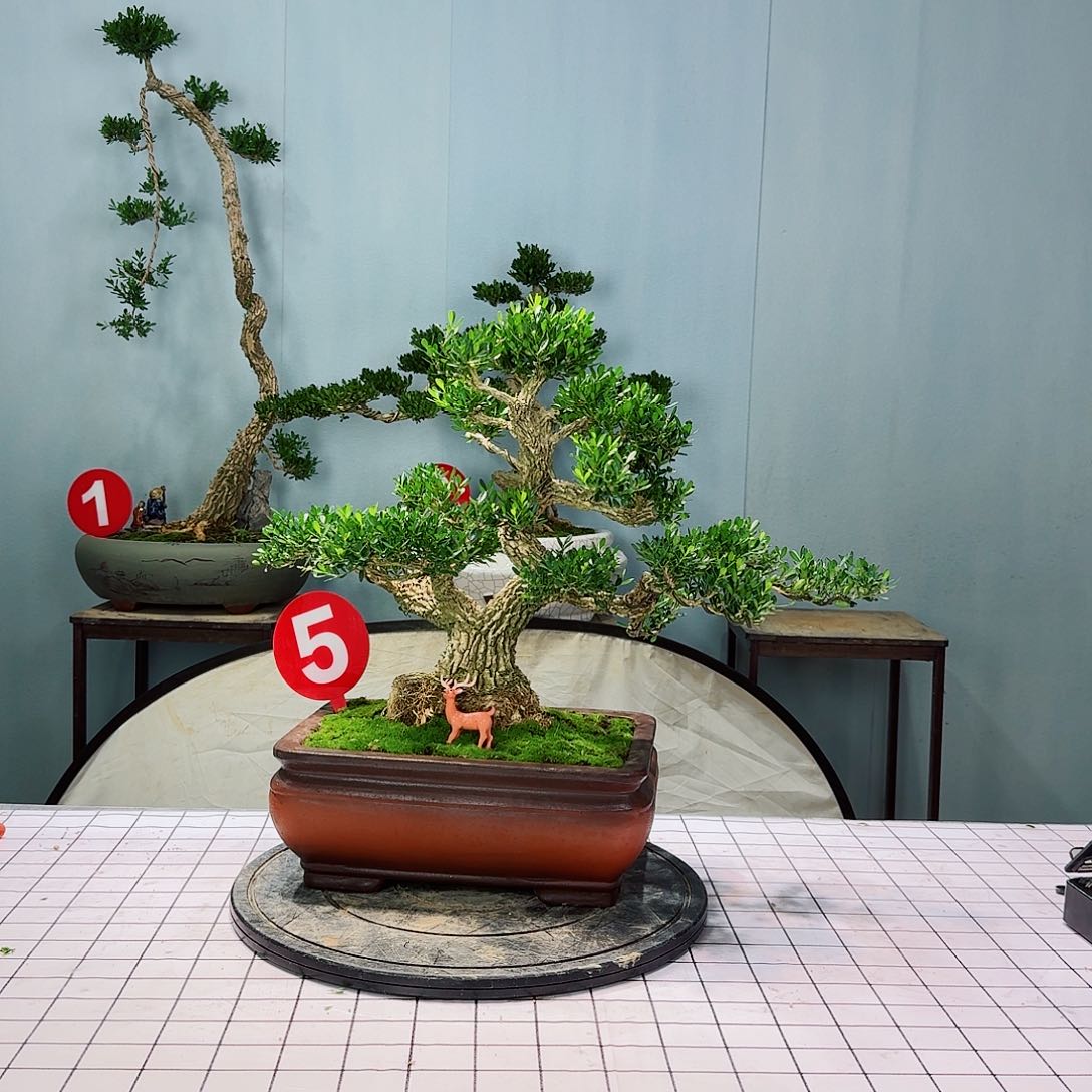 花**羽广东皱皮雀舌黄杨