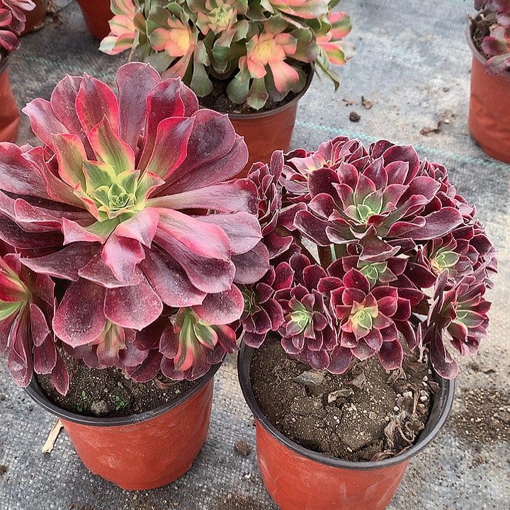 851美杜莎金斯多肉两颗