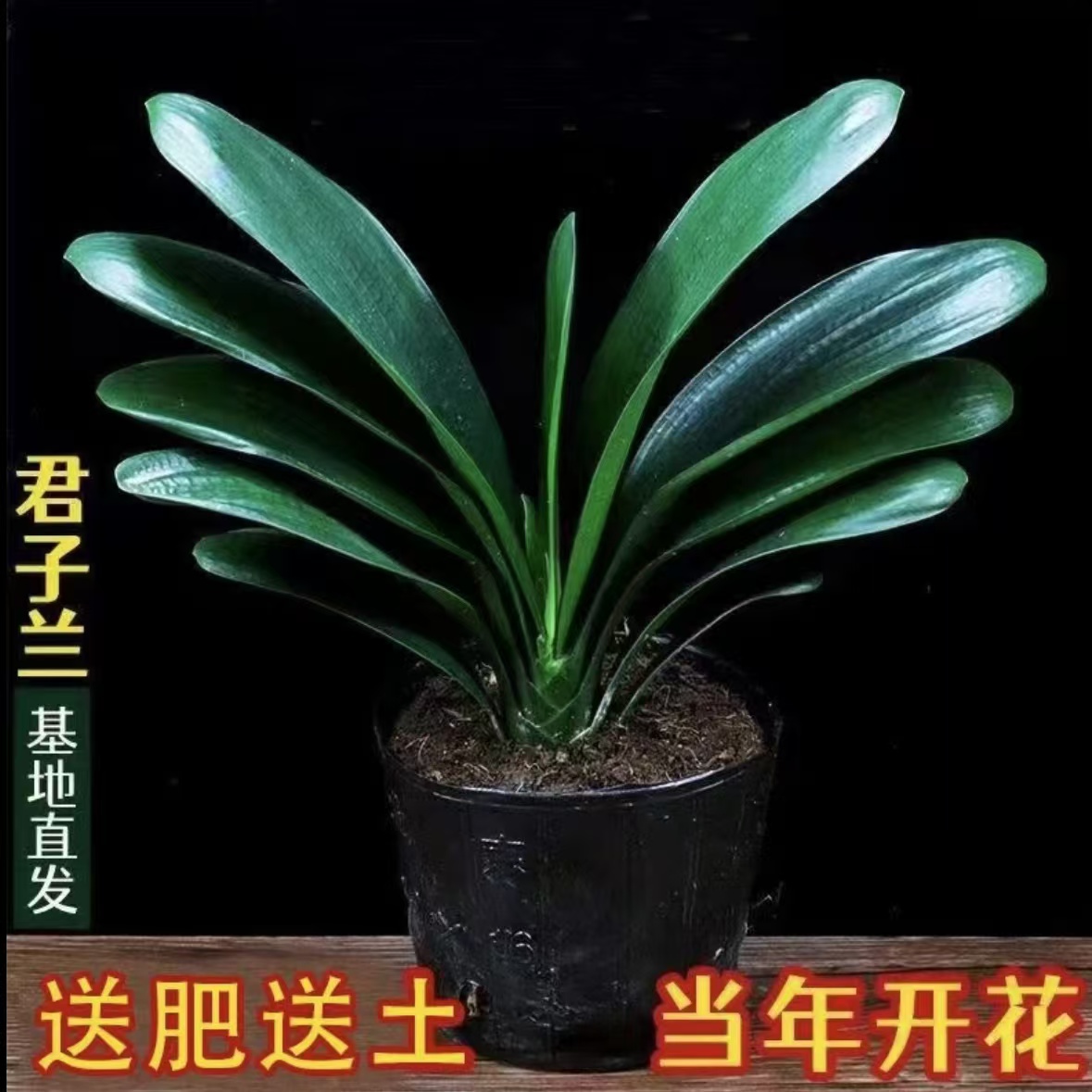  5-8片叶君子兰盆栽室内绿植耐寒盆栽客厅阳台庭院四季花卉