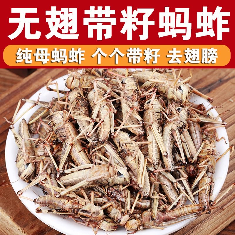 山东特产速冻蚱蚂冷冻蝗虫蚱蜢纯母带籽去翅活体速冻美味新鲜丰富