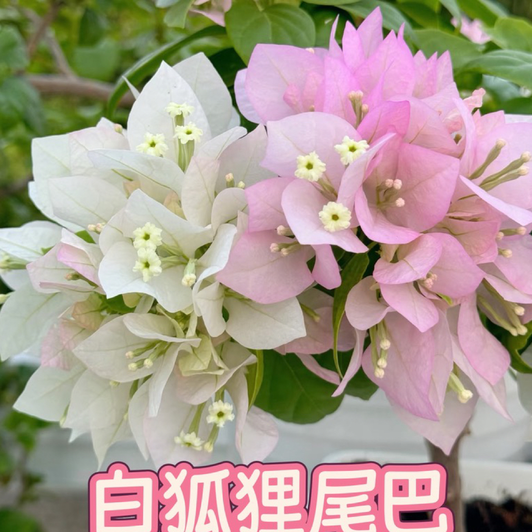 （白狐狸尾巴） 新品贵货品种 三角梅四季勤花耐寒耐热易养活不带花