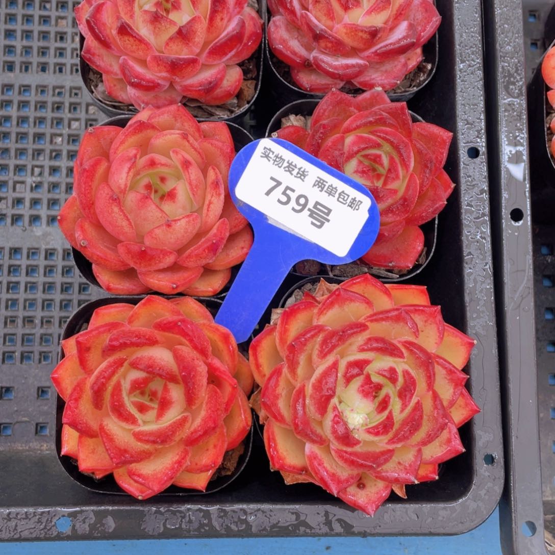 759号全红透夜魔侠单头一个