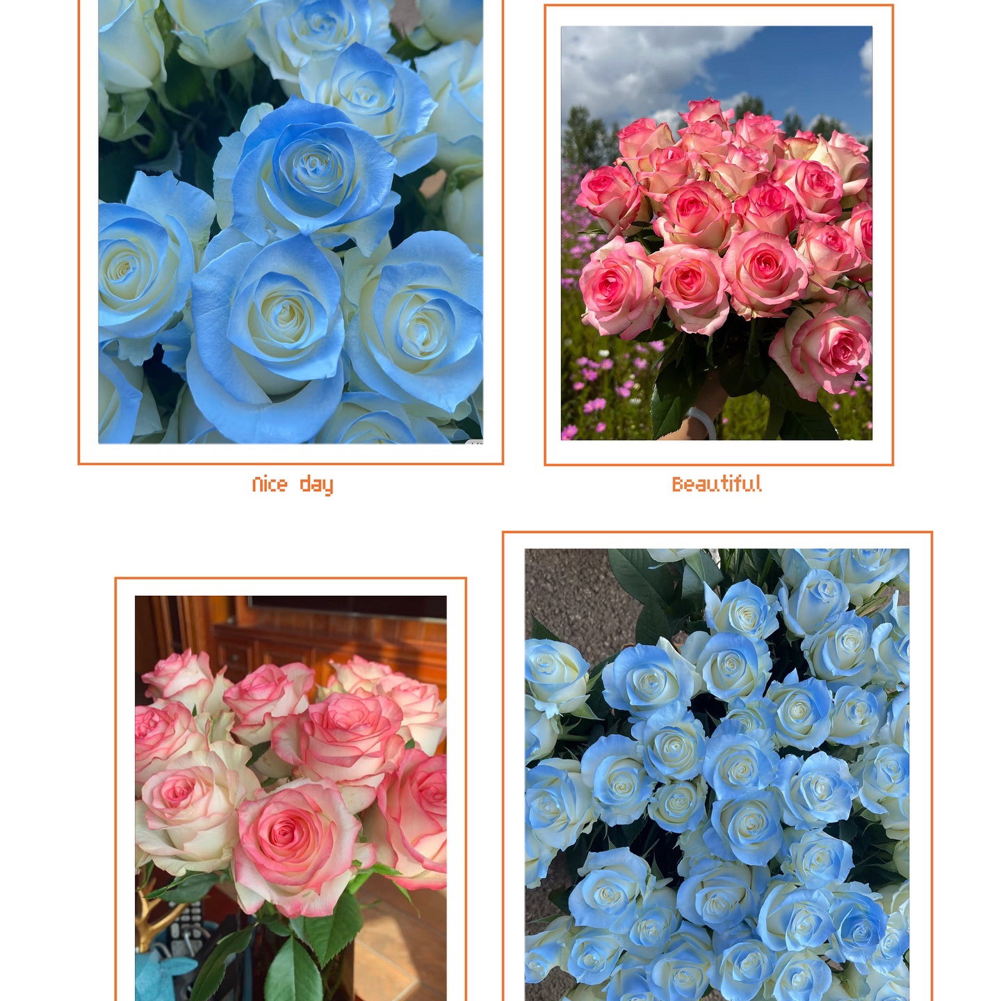 【艾莎+碎冰蓝】 同地址任意拍2单冷链送货上门