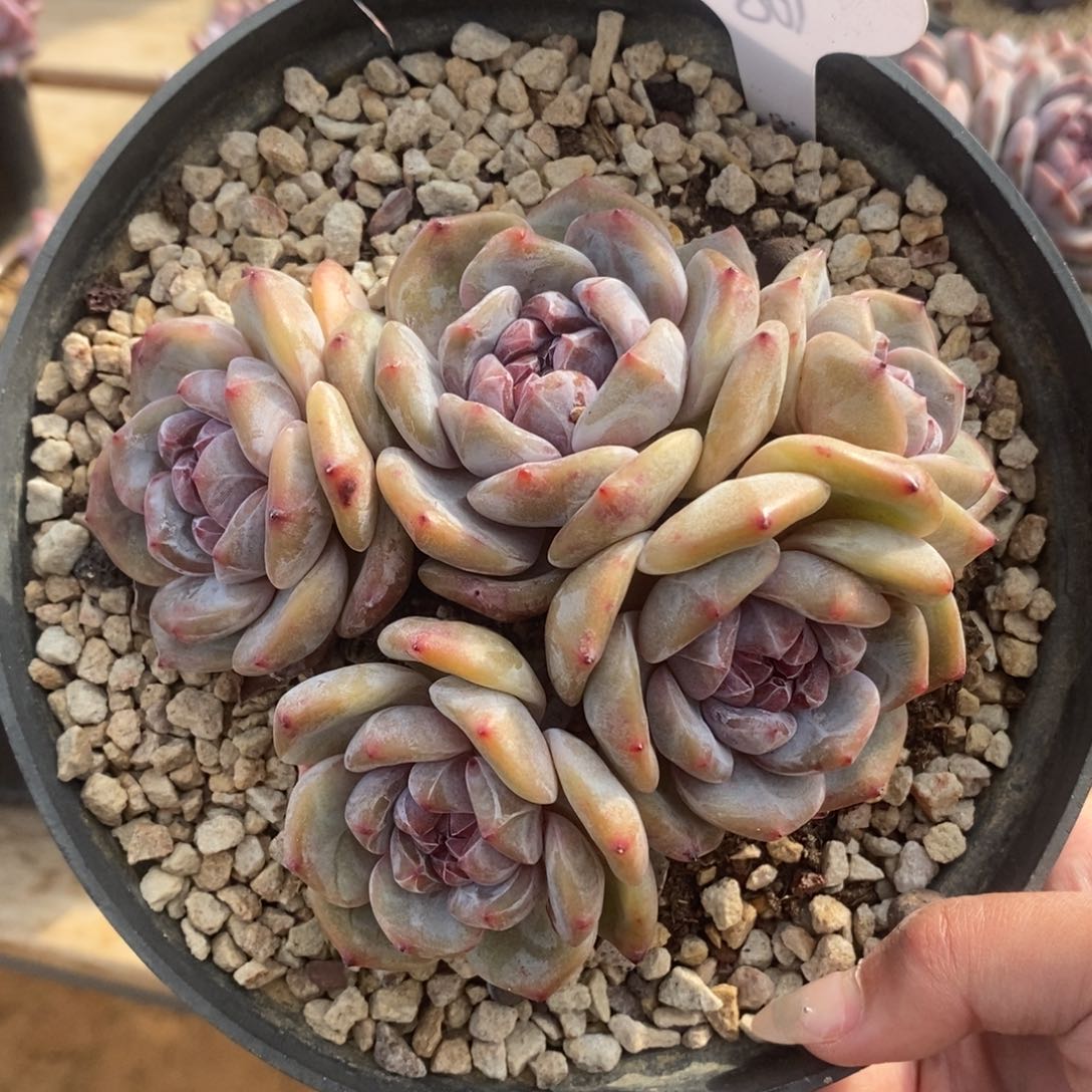 五头绿底紫心脸朝上 