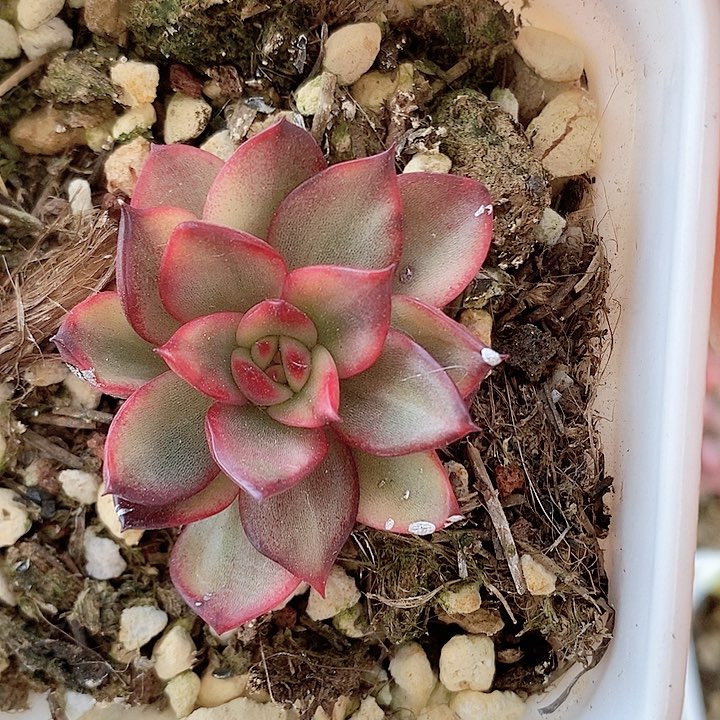 野马锦一物一拍，