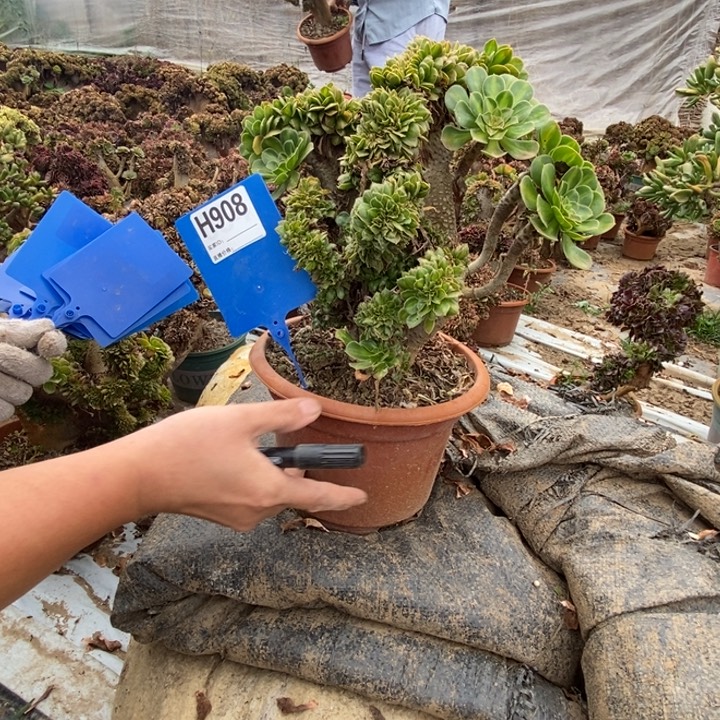 叶***子908碧螺春碧螺春碧螺春